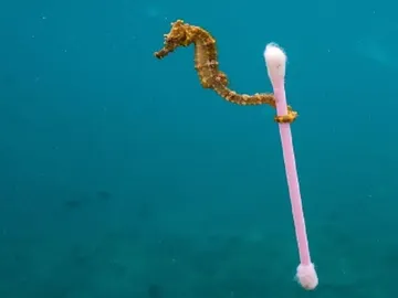 Un caballito de mar se aferra a un bastoncillo de algodón Un caballito de mar se aferra a un bastoncillo de algodón