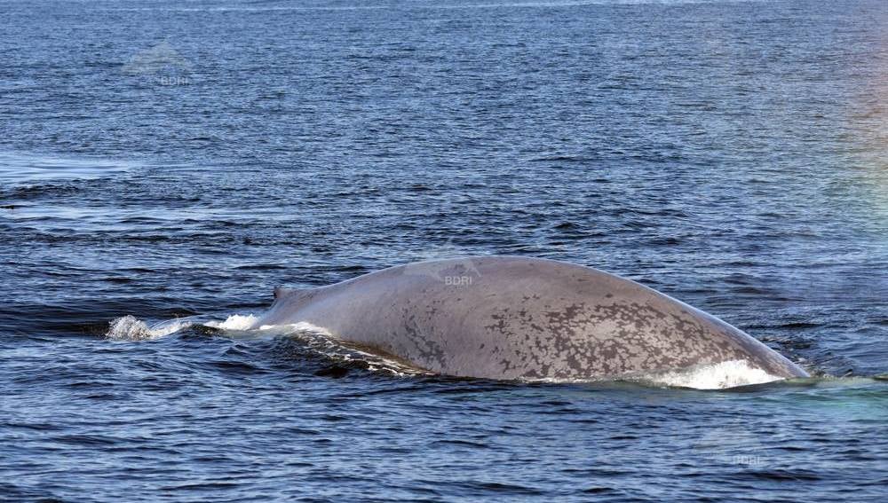 Avistan una ballena azul cerca de la Illa de Ons