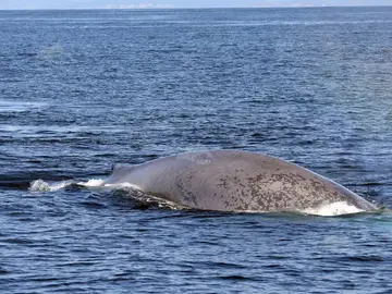 Avistan una ballena azul cerca de la Illa de Ons Avistan una ballena azul cerca de la Illa de Ons