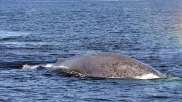 Avistan una ballena azul cerca de la Illa de Ons