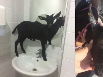 Cabra encerrada en el baño de La Fe Cabra encerrada en el baño de La Fe