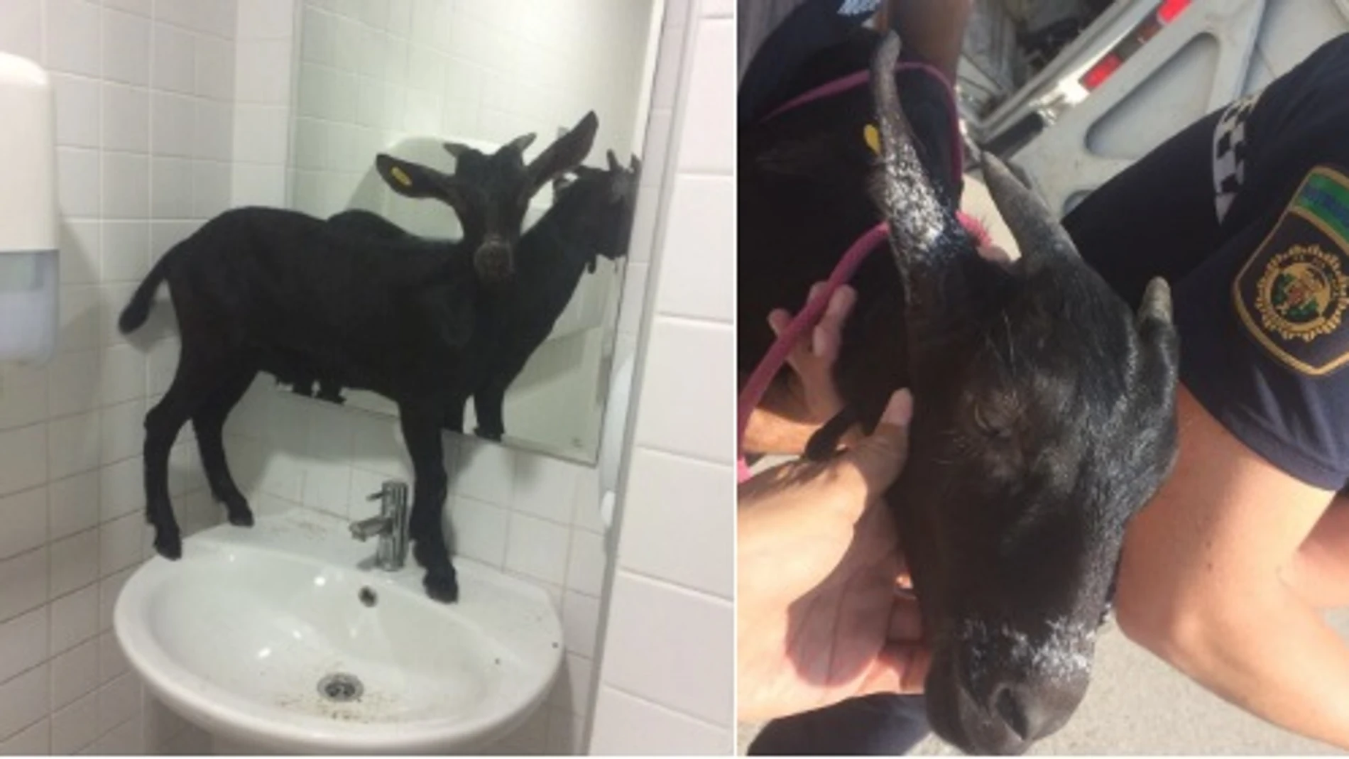 Cabra encerrada en el baño de La Fe Cabra encerrada en el baño de La Fe
