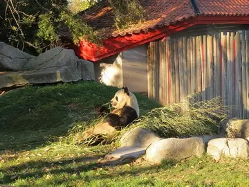 Xing Bao se despedirá de España este 26 de septiembre Xing Bao se despedirá de España este 26 de septiembre