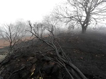 Unos 60 veterinarios atienden a los animales heridos en el fuego de Gran Canaria Unos 60 veterinarios atienden a los animales heridos en el fuego de Gran Canaria