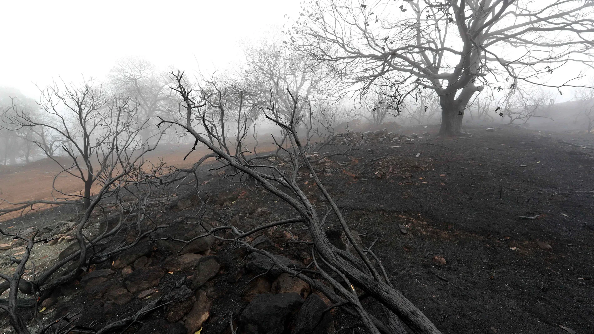 Unos 60 veterinarios atienden a los animales heridos en el fuego de Gran Canaria Unos 60 veterinarios atienden a los animales heridos en el fuego de Gran Canaria