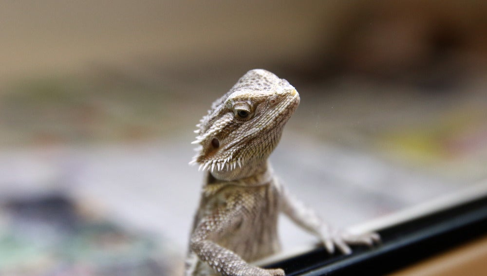 Un Pogona Vitticeps o 'dragón barbudo'