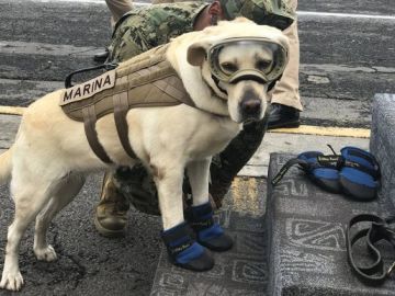 Frida, la perra rescatista del terremoto de México