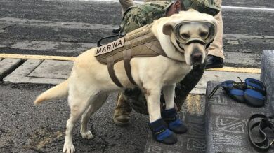 Homenaje a la perrita Frida, una de las heroínas del terremoto de México, en 'Los Simpson'