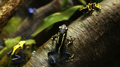 El veneno de las ranas puede ser clave en la lucha contra el dolor y la adicción