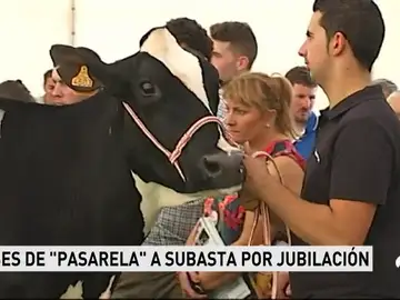 vacas vacas