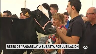 Las vacas se suben a la pasarela en una subasta muy poco habitual en Lugo