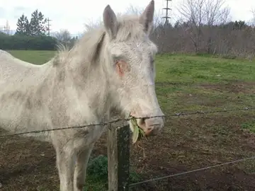 'Amparada', la yegua maltratada en Argentina 'Amparada', la yegua maltratada en Argentina