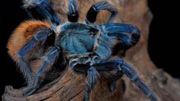 La araña azul Poecilotheria metallica