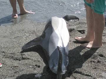El delfín hallado en Almuñécar