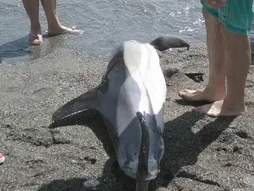 El delfín hallado en Almuñécar El delfín hallado en Almuñécar