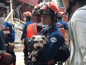 El perro rescatado entre las ruinas de los edificios derribados en México El perro rescatado entre las ruinas de los edificios derribados en México