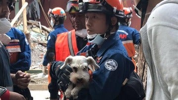 El perro rescatado entre las ruinas de los edificios derribados en México