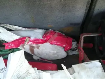 Una paloma intenta burlar la seguridad de la cárcel y llevar un teléfono móvil a un preso Una paloma intenta burlar la seguridad de la cárcel y llevar un teléfono móvil a un preso