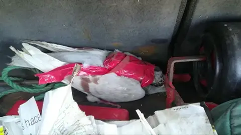 Una paloma intenta burlar la seguridad de la cárcel y llevar un teléfono móvil a un preso Una paloma intenta burlar la seguridad de la cárcel y llevar un teléfono móvil a un preso