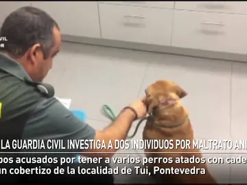 La Guardia Civil investiga a dos vecinos de Tui por maltrato animal La Guardia Civil investiga a dos vecinos de Tui por maltrato animal