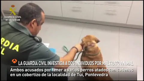 La Guardia Civil investiga a dos vecinos de Tui por maltrato animal La Guardia Civil investiga a dos vecinos de Tui por maltrato animal