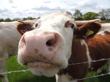 Vaca Vaca