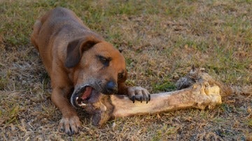 No le des huesos a tu perro, anda.