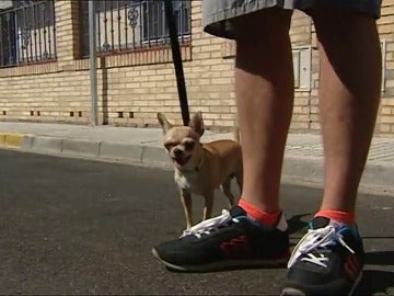 Crecen los secuestros de perros en Sevilla para chantajear a sus dueños.