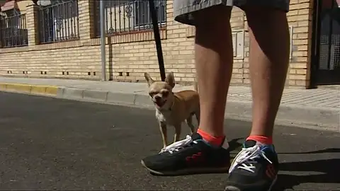 Crecen los secuestros de perros en Sevilla para chantajear a sus dueños. Crecen los secuestros de perros en Sevilla para chantajear a sus dueños.