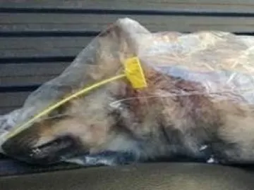 Lobezno muerto en una cacería Lobezno muerto en una cacería