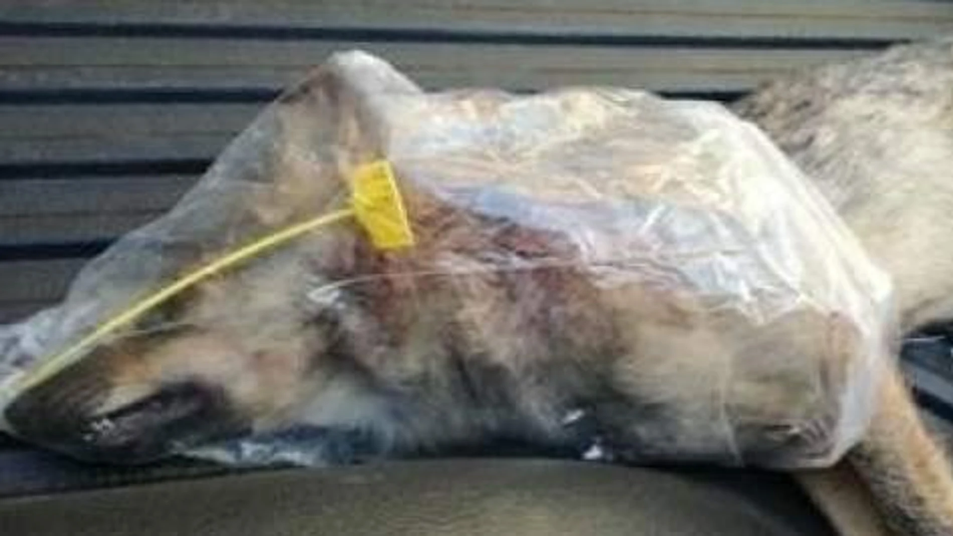 Lobezno muerto en una cacería Lobezno muerto en una cacería