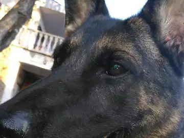 El perro policía vetado en un acto El perro policía vetado en un acto