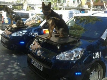 Dos perros policía