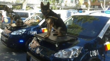 Dos perros policía