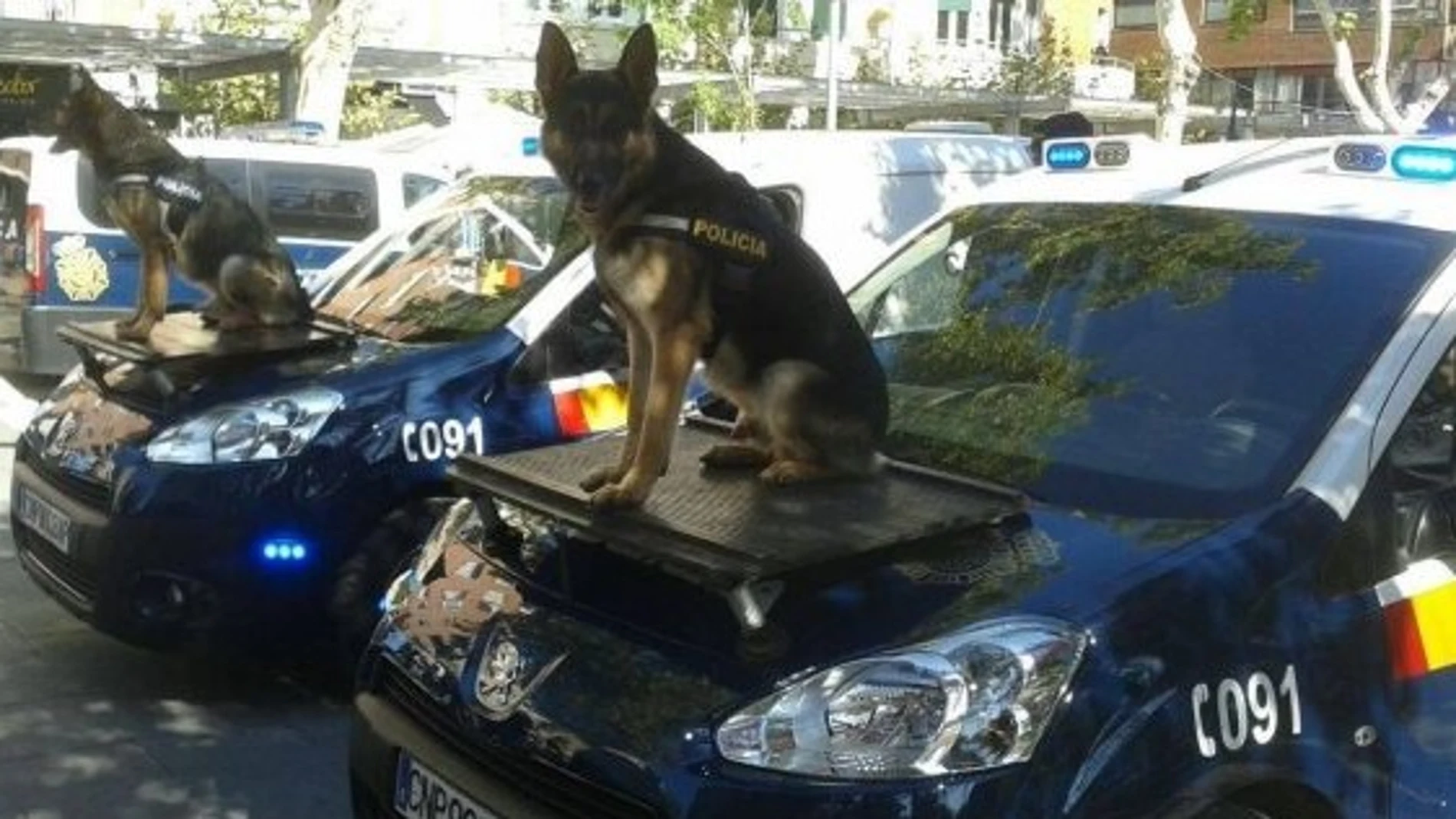 Dos perros policía Dos perros policía