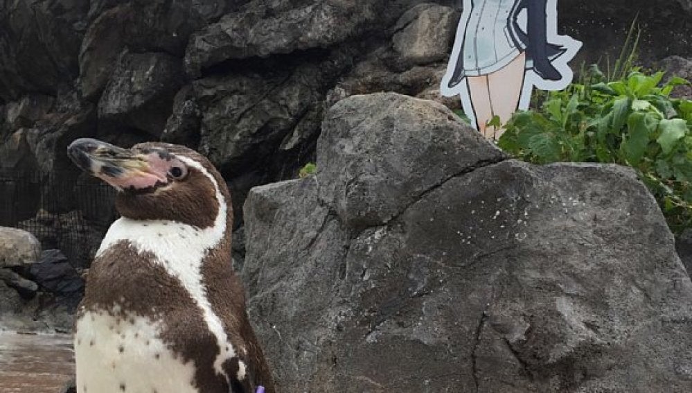 El pingüino Grape-kun