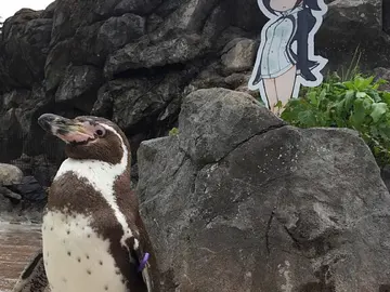 El pingüino Grape-kun El pingüino Grape-kun