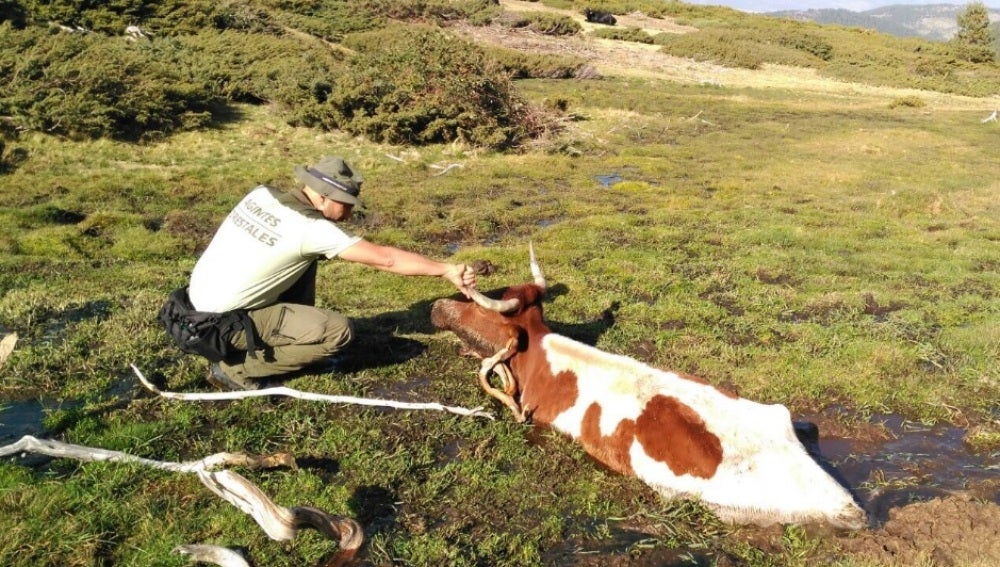 Vaca rescatada