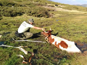 Vaca rescatada Vaca rescatada