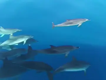 Turistas sorprendidos por una manada de delfines a poca distancia de la costa Turistas sorprendidos por una manada de delfines a poca distancia de la costa