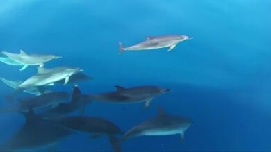 Turistas sorprendidos por una manada de delfines a poca distancia de la costa