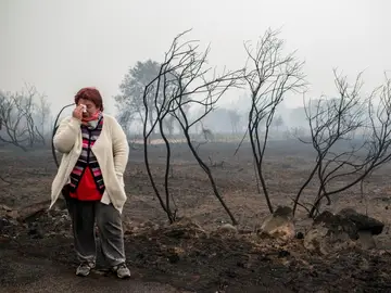 Consecuencias de los incendios en Galicia Consecuencias de los incendios en Galicia