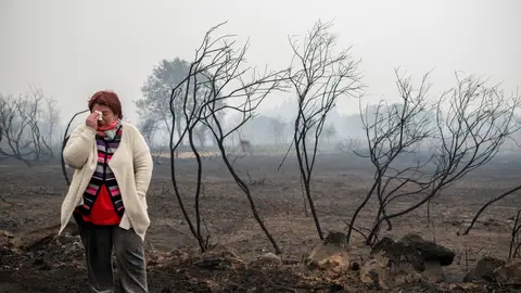 Consecuencias de los incendios en Galicia Consecuencias de los incendios en Galicia