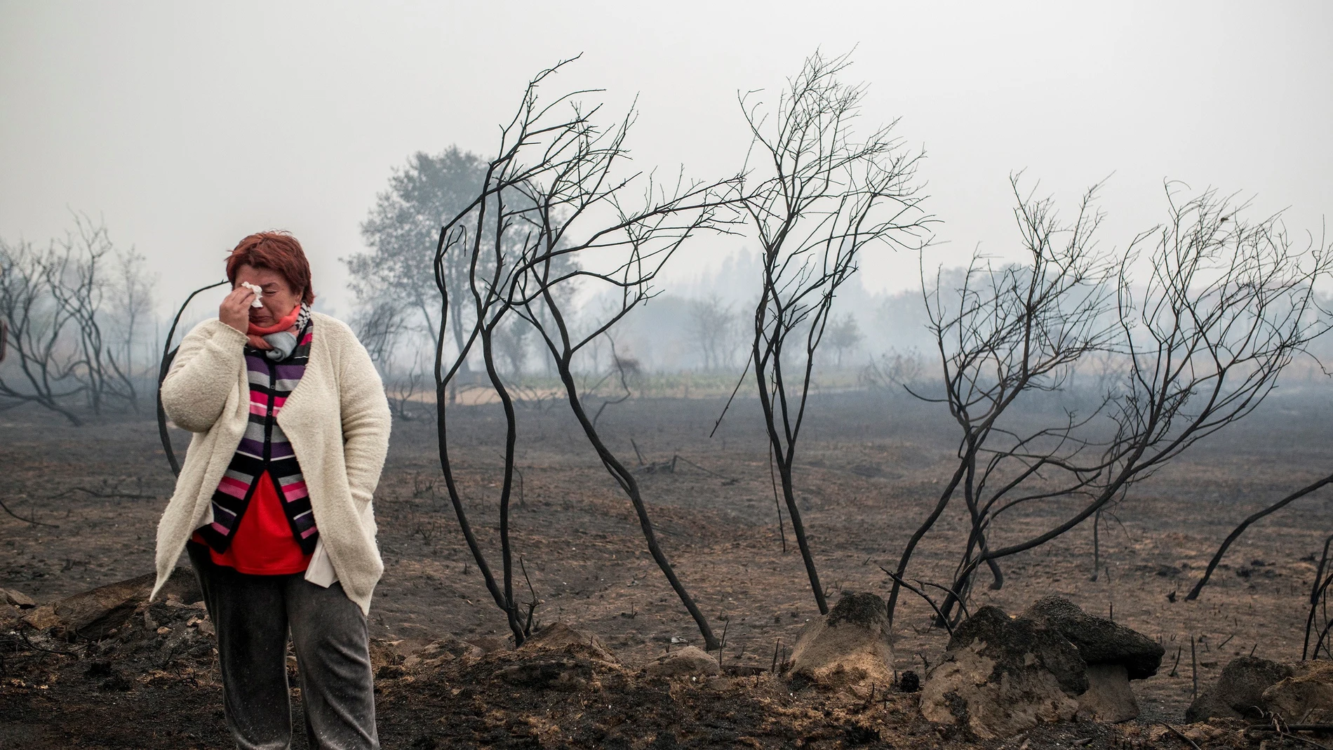 Consecuencias de los incendios en Galicia Consecuencias de los incendios en Galicia