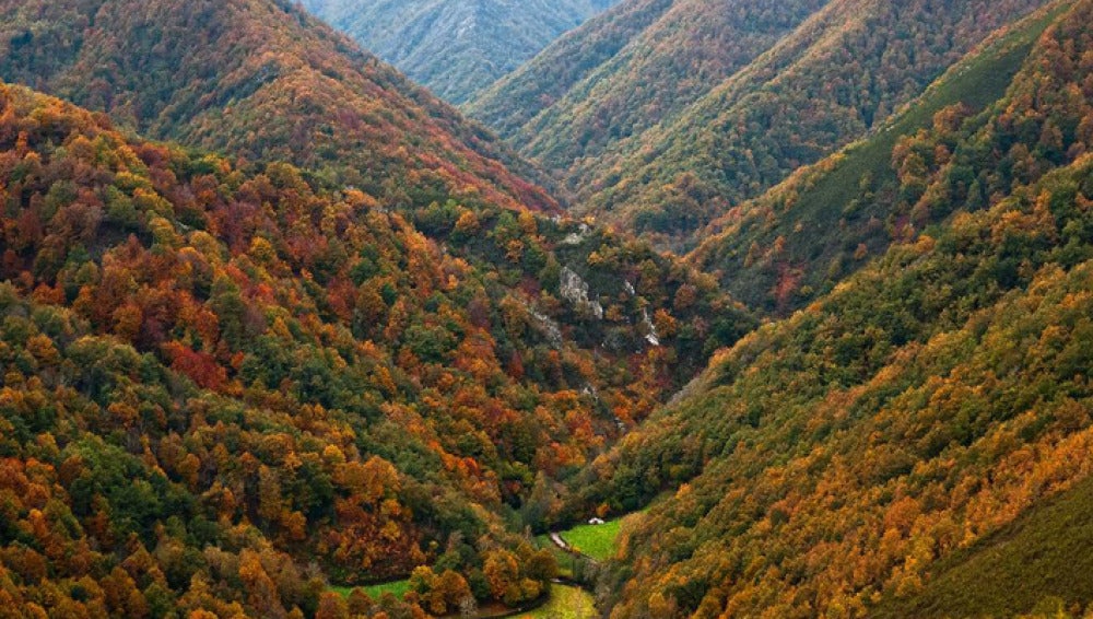 Bosque de Muniellos