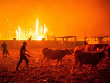 Varios hombres ponen a salvo el ganado durante un incendio forestal declarado en Vieira de Leiria en Marinha Grande Varios hombres ponen a salvo el ganado durante un incendio forestal declarado en Vieira de Leiria en Marinha Grande