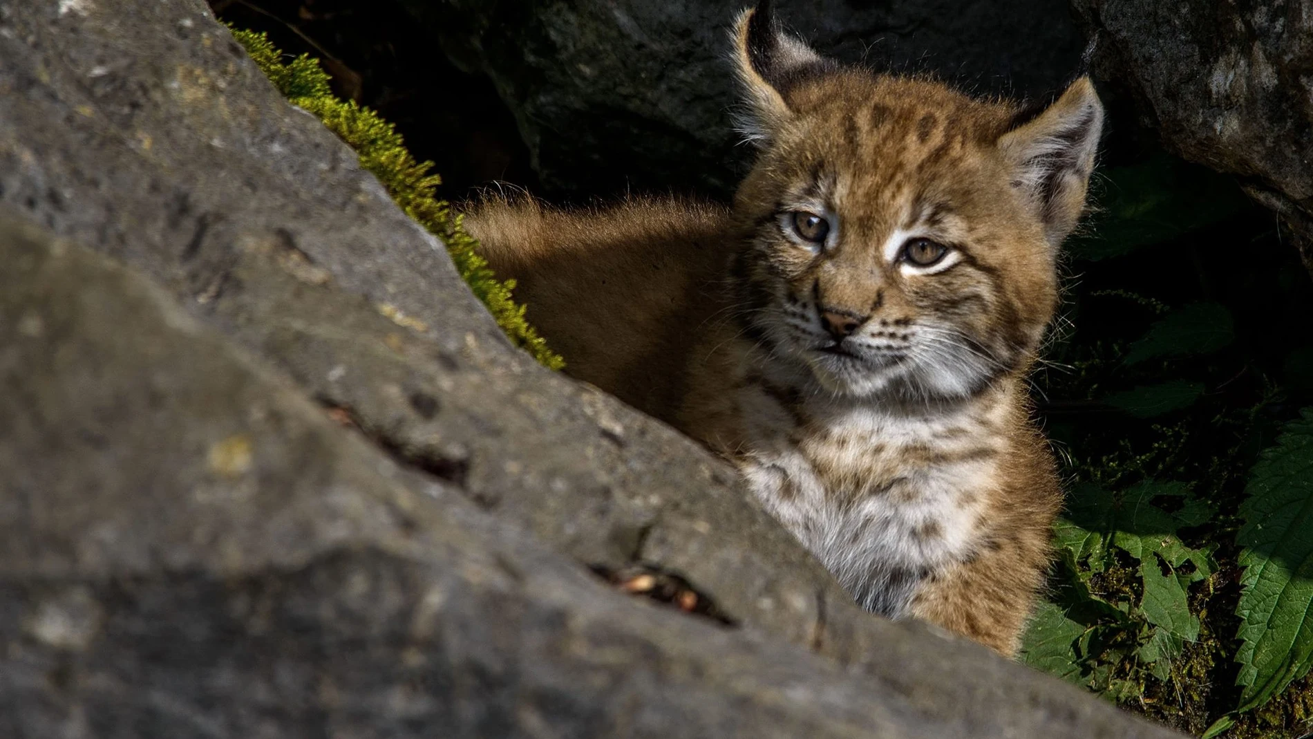 Lince Lince