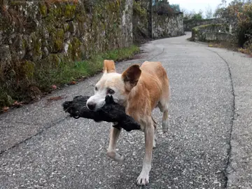El perro que se ha vuelto viral tras los incendios de Galicia El perro que se ha vuelto viral tras los incendios de Galicia