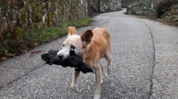 El perro que se ha vuelto viral tras los incendios de Galicia