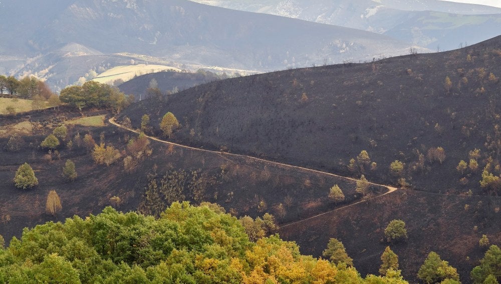 Vista de una zona calcinada por el incendio que afectó a Os Ancares